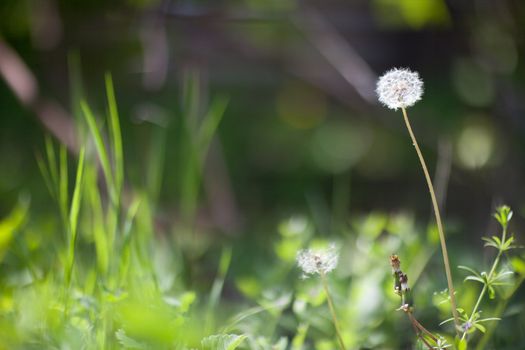 white dandelion in spring