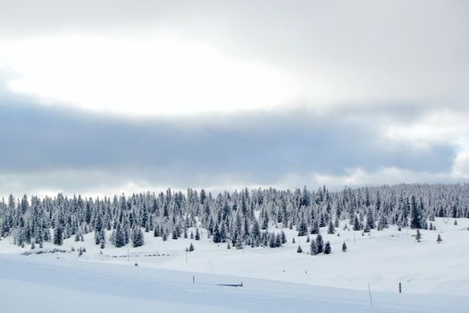 Beautiful fir trees covered with snow in the Jura mountain by cloudy day of winter, Switzerland