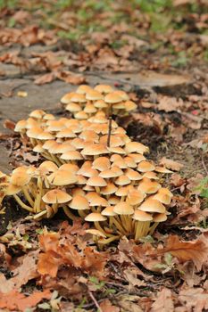 Many sulphur tuft - hypholoma fasciculare mushrooms on a trunk in autumn