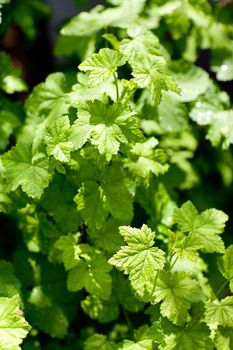 green currant leaves in spring