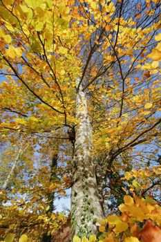 Beautiful autumn tree with colorful leaves and trunk