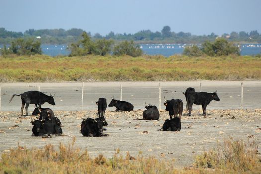 Herd of typical bulls of Camarge resting in the nature by beautiful summer day, France