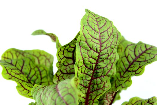 Sorrel leaves, organic herbs picked fresh for kitchen.