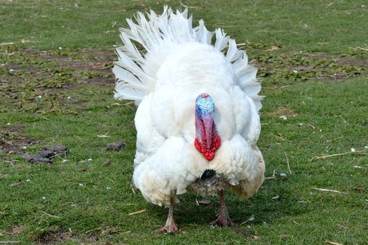 White Turkey in Field