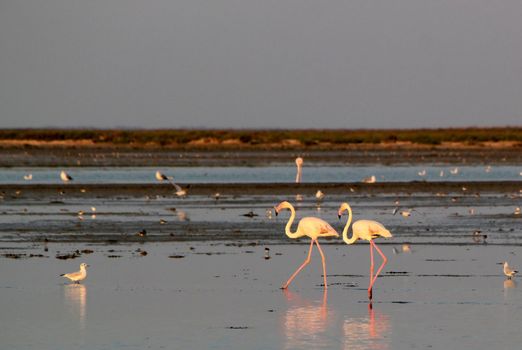 Two white flamingos walking in the water by sunset