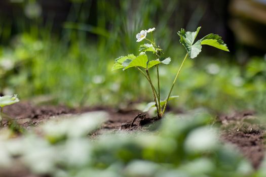 strawberry plant in spring in soil