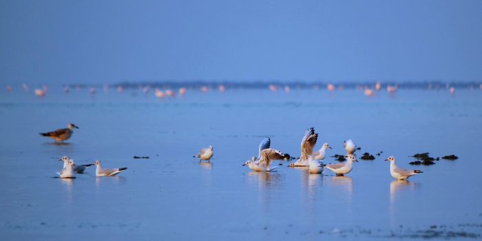 Group of seagulls standing on water, one with wings open, by sunset