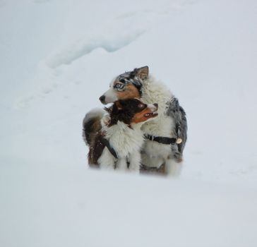 Female and male australian shepherd dogs standing together in the snow by winter day