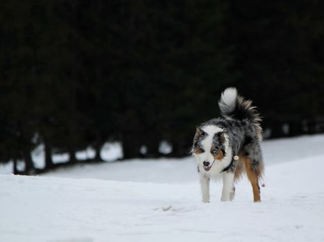 Male australian shepherd dog standing in the snow by winter day