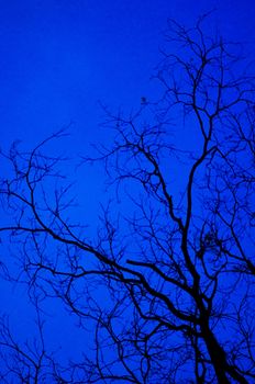 tree branches silhouettes at twilight, as creepy concepts.