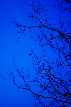 tree branches silhouettes at twilight, as creepy concepts.