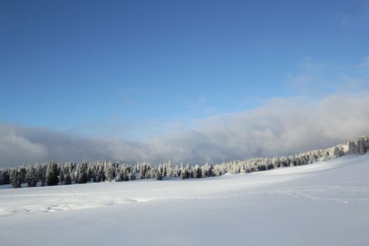 Fir trees covered with snow in the Jura mountain by beautoful day of winter, Switzerland