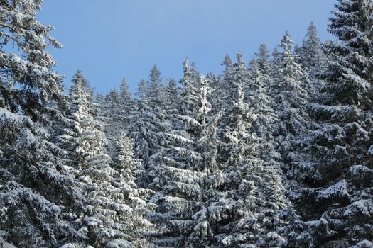 Close up of beautiful fir trees covered with snow in the Jura mountain by cloudy day of winter, Switzerland