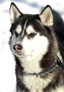 Photo beautiful adult dog, the Siberian Husky