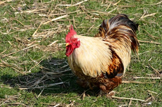 Chicken on grass