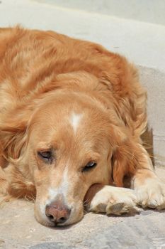 Beautiful golden retreiver dog relaxing in the street by sunny day