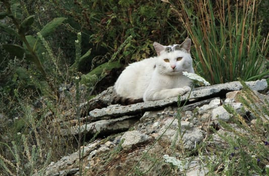 Quiet cat lying on a stone relaxing outdoor in the nature