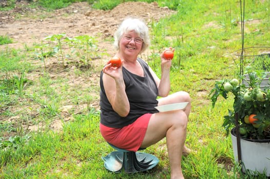 Mature female picking ripe tomatoes from her organic garden outside.