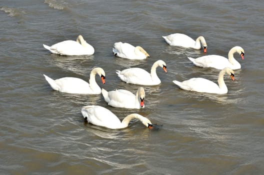 Group of swans