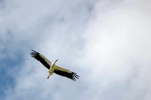 Beautiful stork flying with open wings in a cloudy sky