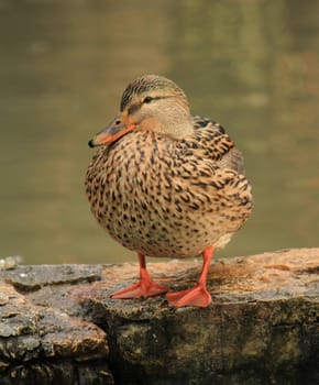 Female mallard duck standing quietly on a rock next to a pond