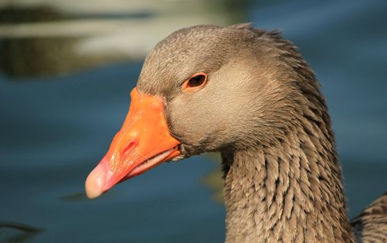 Close up of a wild goose head and water background