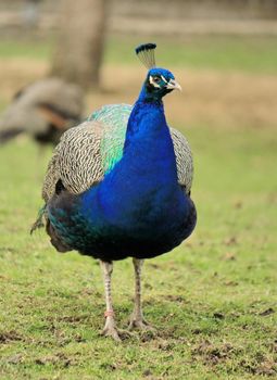 Peacock walking on the green grass