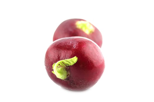 Small garden red radish on white background