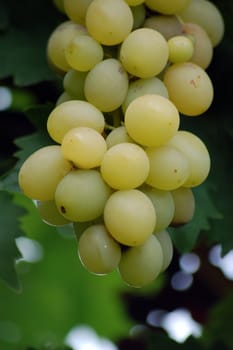 grape