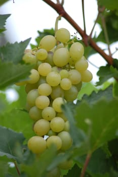 grape