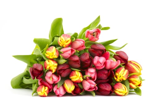 colourful tulips on white background