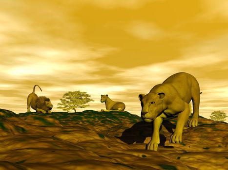 Group of lions in the savannah by sunset