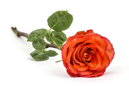 Single beautiful red rose isolated on white background 