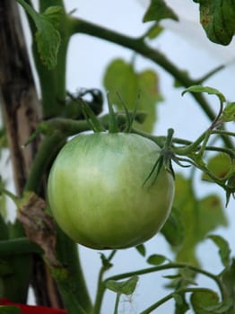 tomato, green