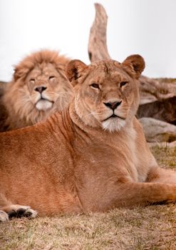 Lion couple lying down