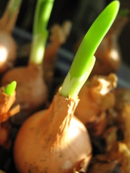  bulb and juicy young green shoot, macro