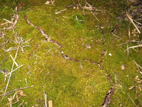  green moss, Polytrichum, texture