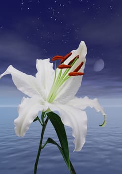 A beautiful lily in the moonlight. 3rd of series