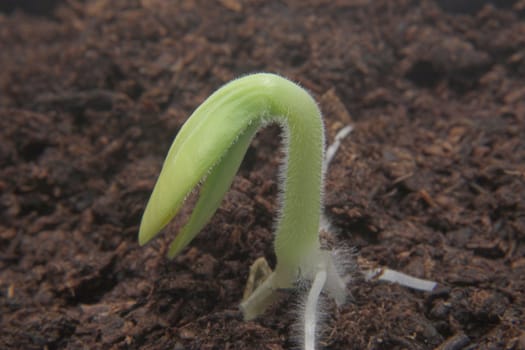 A delicate seedling emerging from the soil.