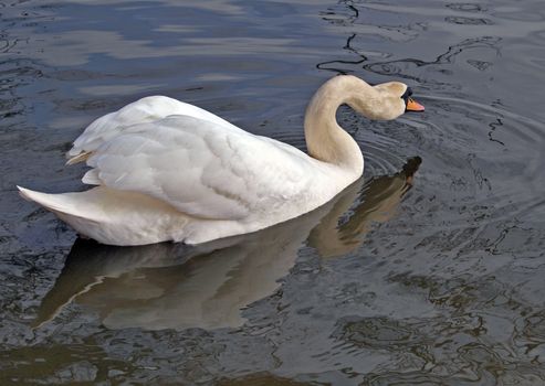 A Mute Swan swiming on a river in England.