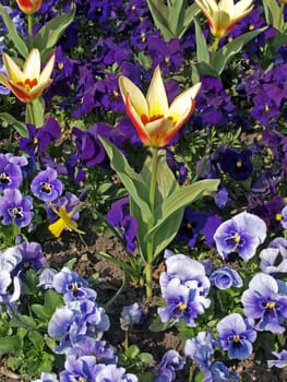 Close-up of tulips and pansies in early spring.