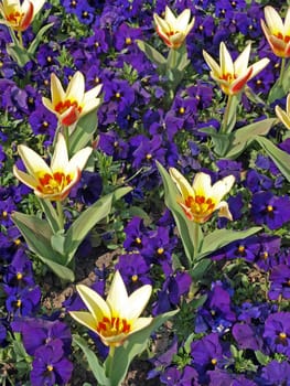 Tulips and pansies in a formal flower bed.