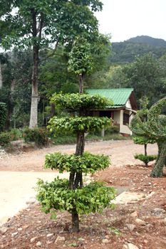 plant sculptures in thailand