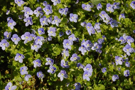 Some nice blue flowers during springtime.