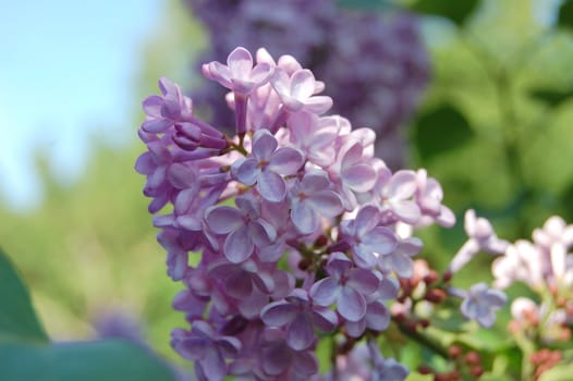 A lilac in bloom.