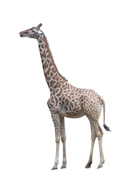 A giraffe isolated