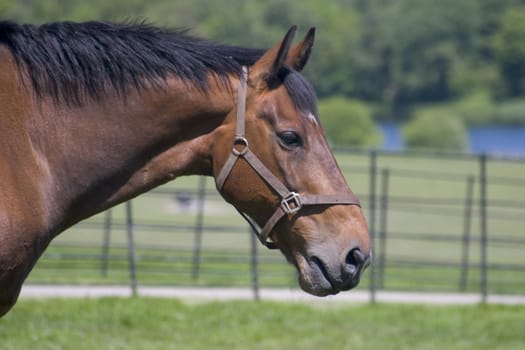 Portrait of a horse