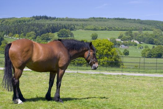 Portrait of a horse with a farm in the background