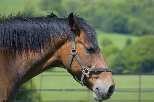 Portrait of a horse