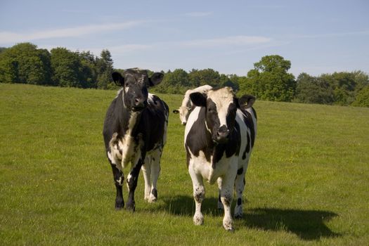 Young cows stare in curiosity